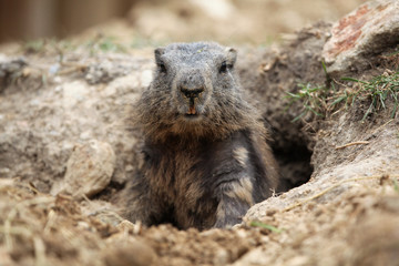 Alpine marmot (Marmota marmota).