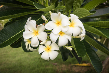 A bouquet of plumeria ( frangipani ) flowers on trees 