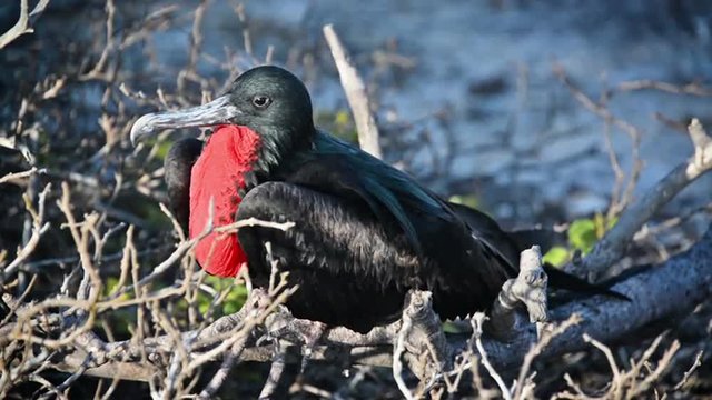 Male frigatebird inflating its red chest pouch in a breeding display in the Galapagos Islands