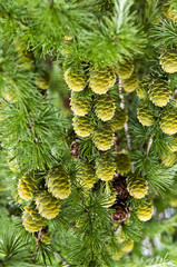 Green Cones on Larch Tree