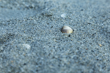Seashell in the sand