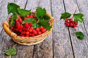 Branches of viburnum