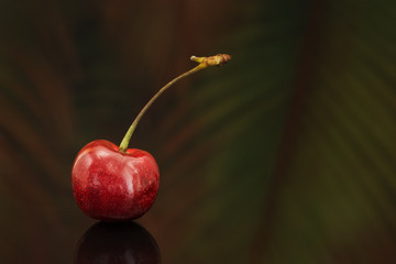 Single cherry studio shot with tropical fern background.