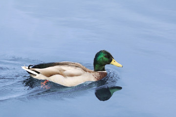 Duck on the Water
