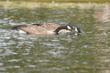 Canada Goose - pair.