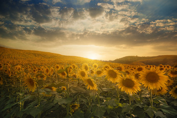Fototapeta premium Sunflowers
