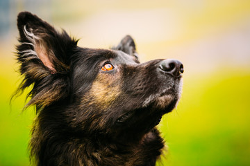 German Shepherd Dog Close Up 