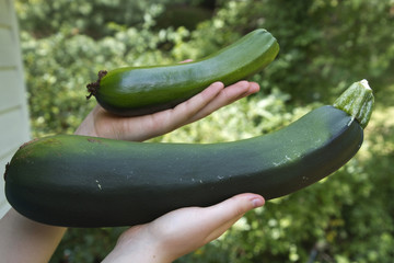 Mother of All Zucchini