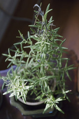 Rosemary Plant Dying