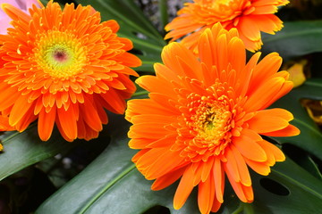 Marigold (Calendula officinalis) flower arrangement
