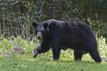 Fototapeta na wymiar Mama Black Bear in the Yard