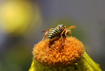 Feldwespe, an einer Strohblume, Wespe