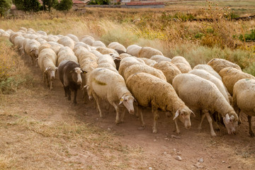 Obraz premium Flock of Sheep Grazing