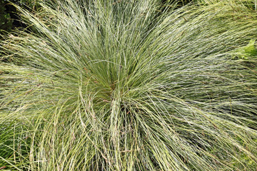 Berg-Segge, Carex montana