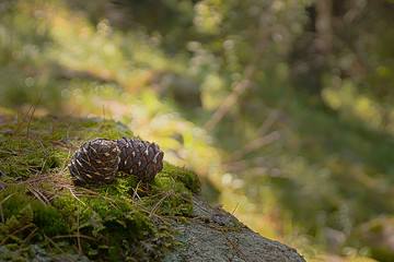 Two pine cones on the forest moss
