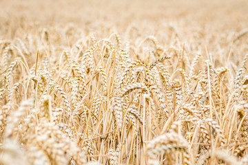 wheat field