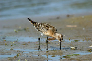 Juvenile Curlew Sandpiper feeding at riverside