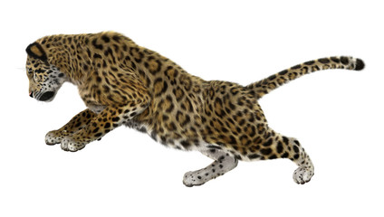 Big Cat Jaguar