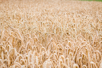wheat field