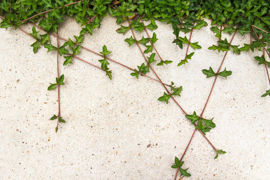 Green creeping plant on concrete background © beinluck