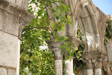 Drzewko cytyrnowe w ruinach kościoła © Maciej Szaluś