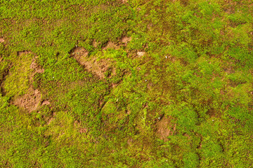 Natural green moss background