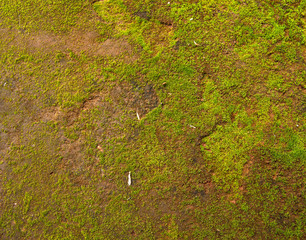 Natural green moss background