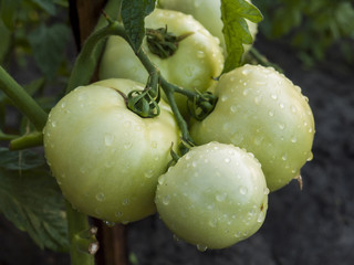 Tomatoes on the bed.
