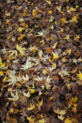 Leaves