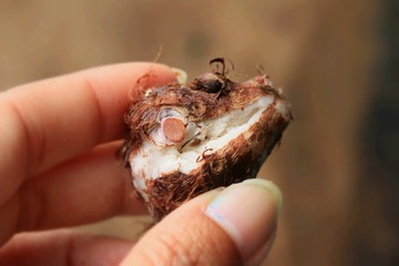 Taro on wood vintage