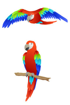 Bird parrot macaw red green blue isolated illustration vector