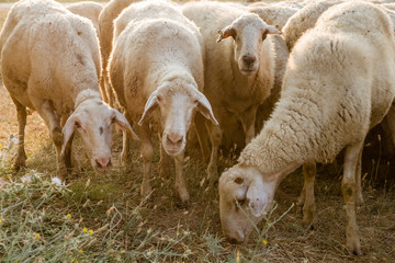 Flock of Sheep Grazing