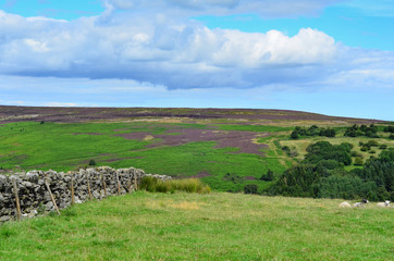 North York Moors landscape, Yorkshire, England