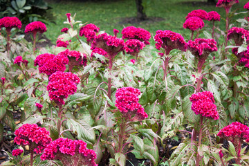 Celosia Cristata Cockscombs