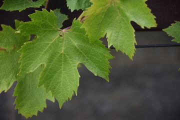 Weinlaub, Blätter von der Weinrebe