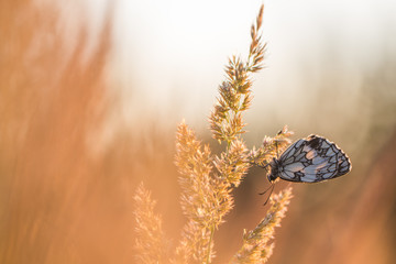 Butterfly at Sunrise