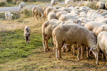 Obraz na płótnie Canvas Flock of Sheep Grazing
