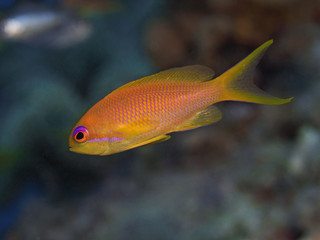 Naklejka premium Jewel fairy basslet, Juwelen Fahnenbarsch (Pseudanthias squamipinnis)