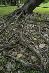 root tree in the park