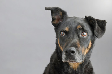 Doberman Mixed Breed Senior Dog with Ear perked up