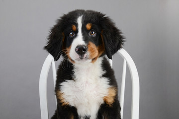 Bernese Mountain Dog Puppy sitting on chair