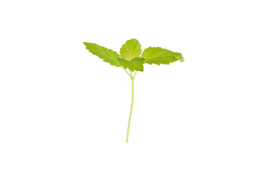 Fototapeta premium Green small tree isolated on white background with clipping path