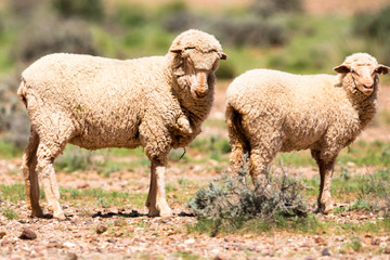 Obraz premium Merino