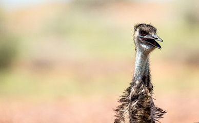 Emu Familie