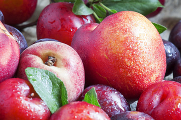 Colorful plums and peaches, still life, selective focus