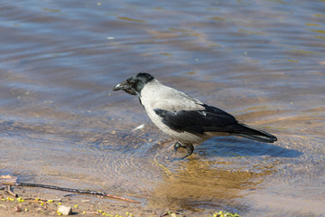 Crow walking in the water