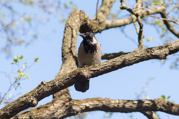 crow in spring