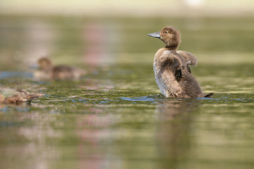 Tufted Duck - nestlings.
