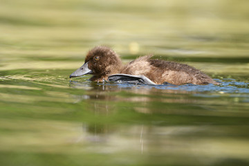 Tufted Duck - nestlings.