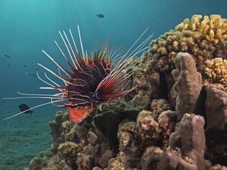 Clearfin lionfish, Strahlen-Rotfeuerfisch (Pterois radiata)